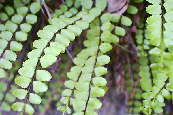 蕨類植物怎么養