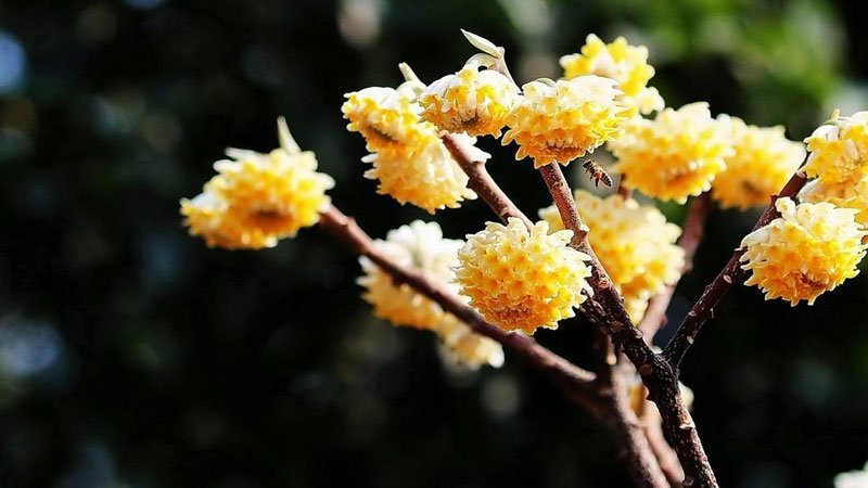 結香花的寓意