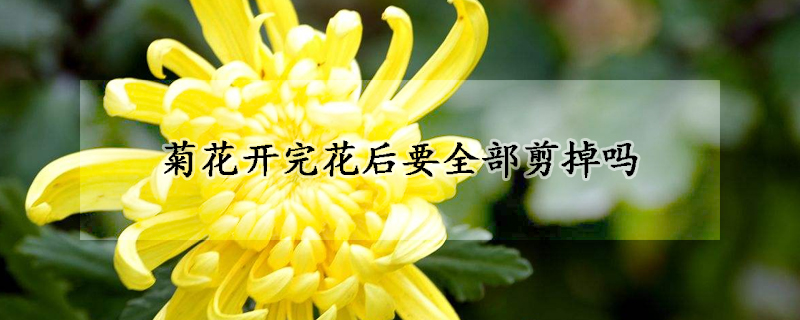 菊花開完花后要全部剪掉嗎