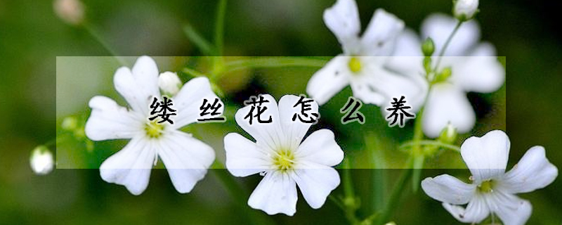 縷絲花怎么養(yǎng)