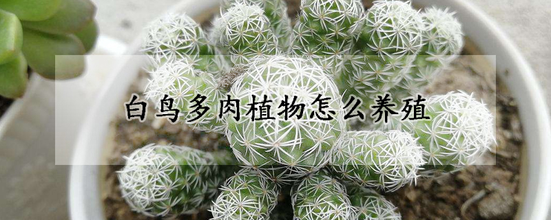 白鳥多肉植物怎么養殖