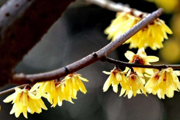 臘梅種子怎么種才能發(fā)芽