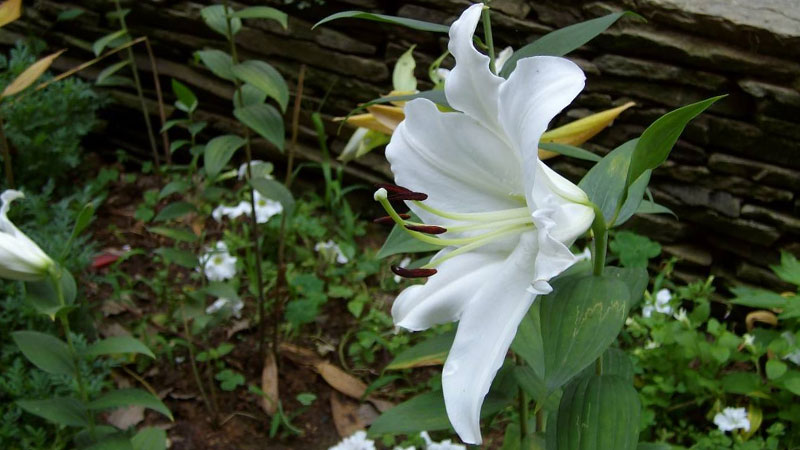 百合鮮花怎么養時間能長一點?