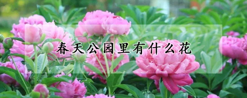 春天公園里有什么花