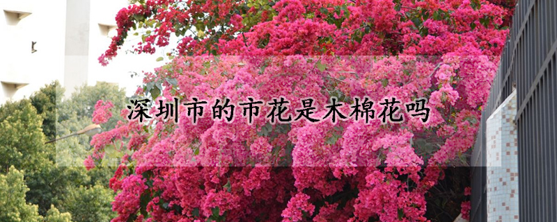 深圳市的市花是木棉花嗎