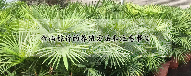 金山棕竹的養(yǎng)殖方法和注意事項(xiàng)