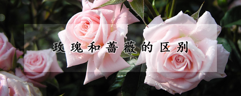 玫瑰和薔薇的區(qū)別