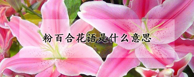 粉百合花語是什么意思