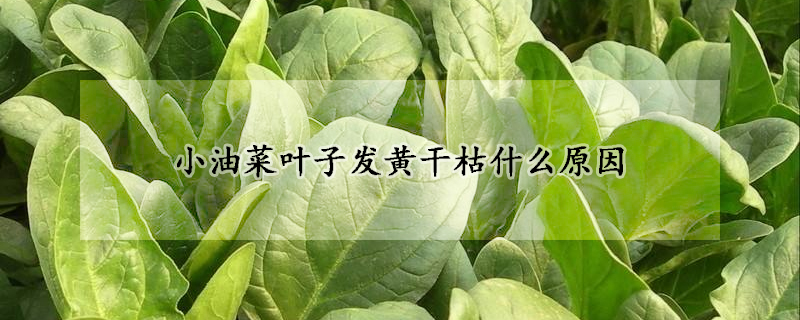 小油菜葉子發黃干枯什么原因