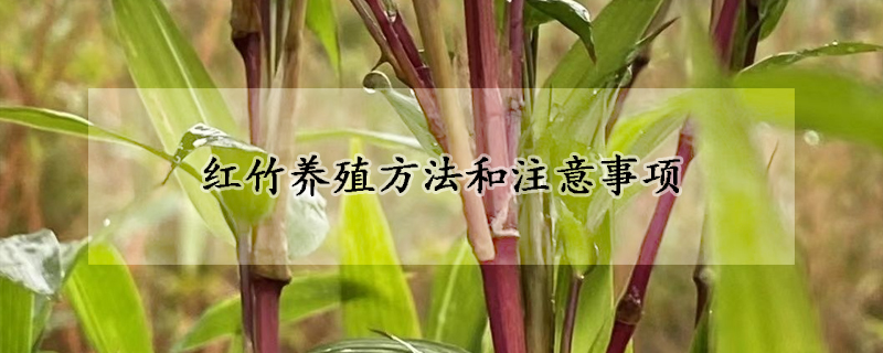 紅竹養(yǎng)殖方法和注意事項(xiàng)