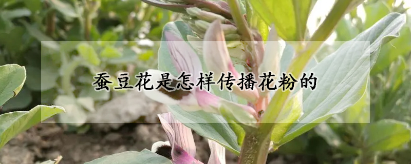 蠶豆花是怎樣傳播花粉的