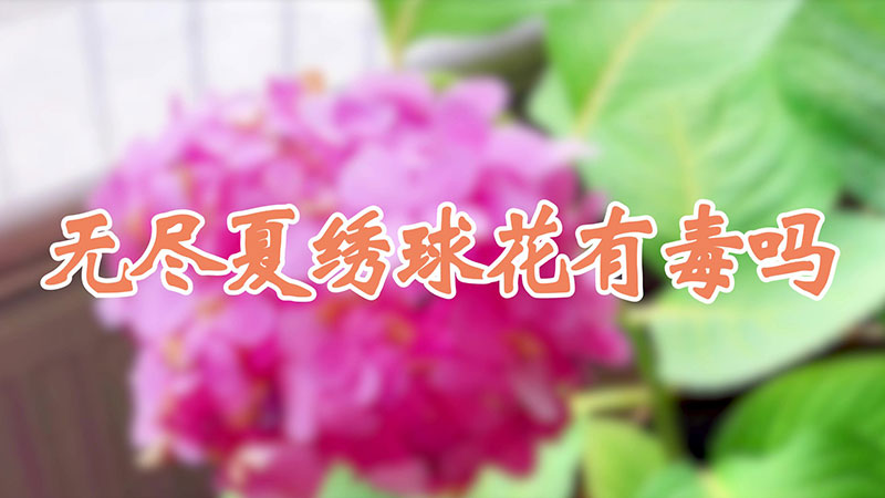 無盡夏繡球花有毒嗎