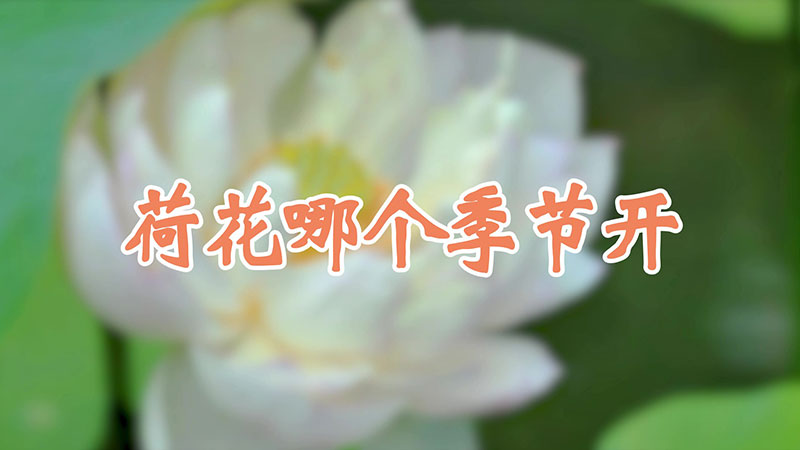 荷花哪個季節(jié)開