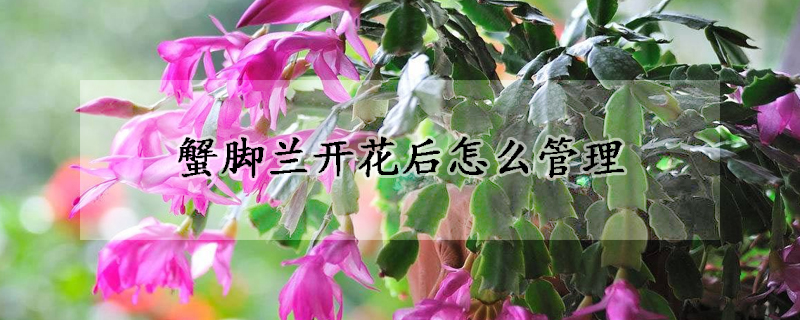 蟹腳蘭開花后怎么管理