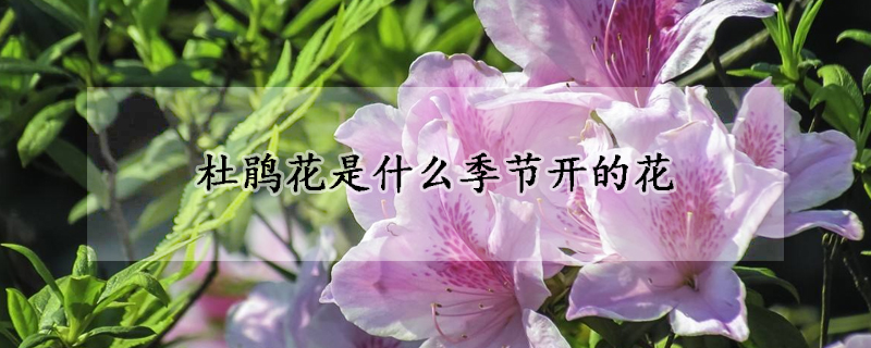 杜鵑花是什么季節(jié)開的花