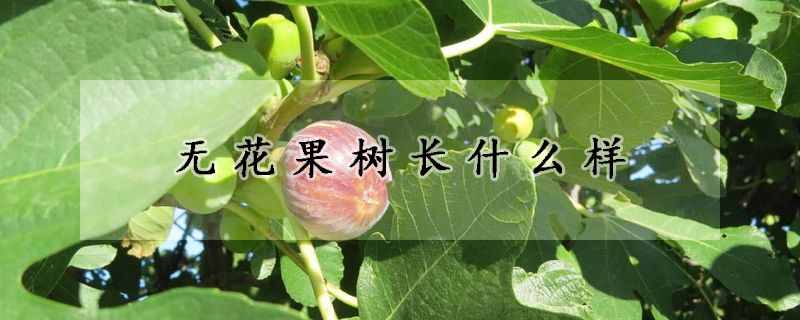 無花果樹長什么樣