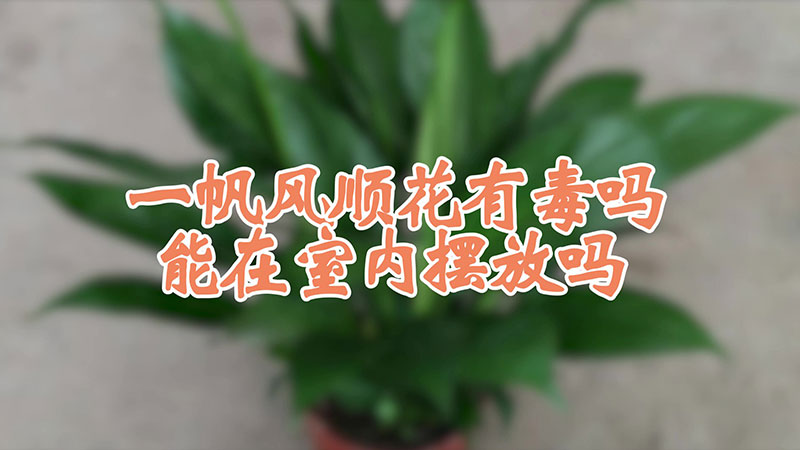 一帆風(fēng)順花有毒嗎能在室內(nèi)擺放嗎