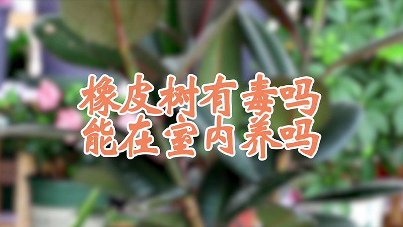 橡皮樹有毒嗎 能在室內養嗎