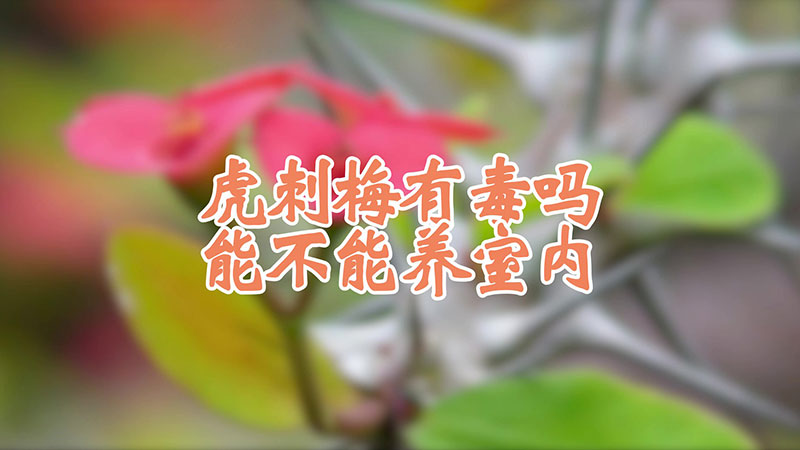 虎刺梅有毒嗎能不能養(yǎng)室內