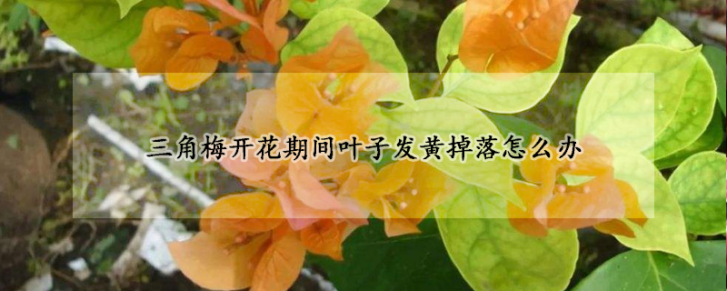 三角梅開花期間葉子發(fā)黃掉落怎么辦