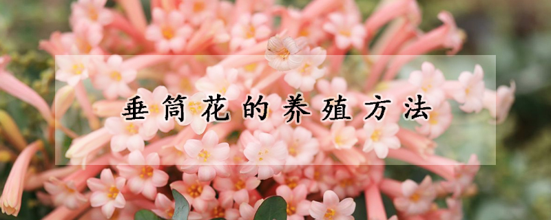 垂筒花的養(yǎng)殖方法