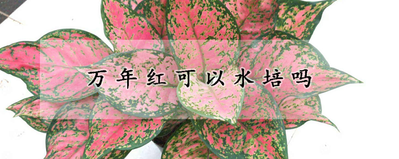 萬年紅可以水培嗎