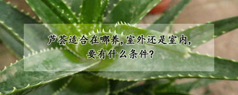 蘆薈適合在哪養(yǎng),室外還是室內(nèi),要有什么條件?