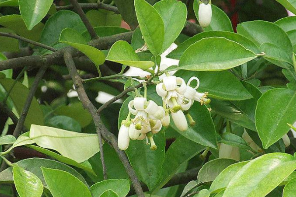 橘子花的花語和寓意