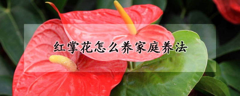 紅掌花怎么養(yǎng)家庭養(yǎng)法