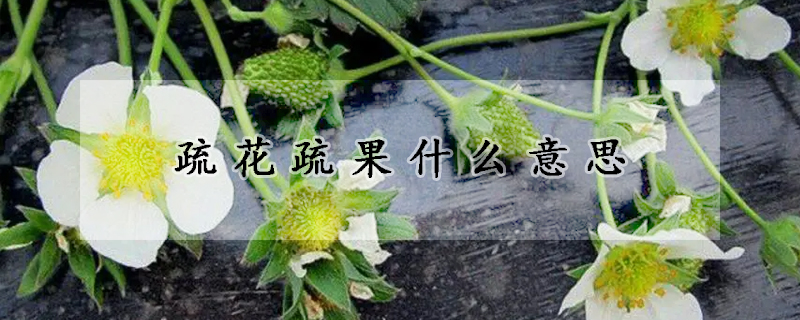 疏花疏果什么意思