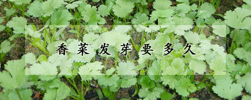 香菜發(fā)芽要多久