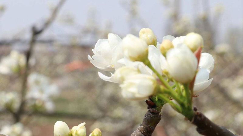 梨樹花芽發育差,疏花芽時該怎么辦