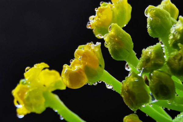 白菜花怎么種