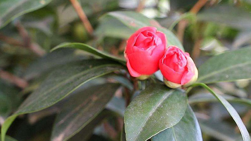 茶花有花苞不開花怎么回事