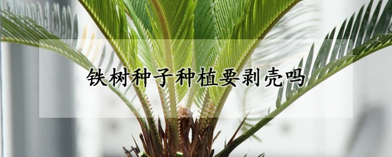 鐵樹種子種植要?jiǎng)儦?></a></div>
                    </div>
                    <h3><a href=