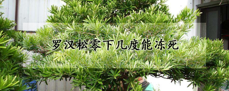 羅漢松零下幾度能凍死