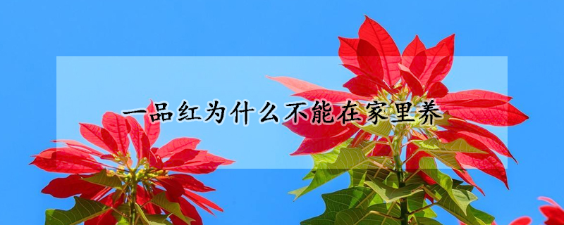 一品紅為什么不能在家里養(yǎng)