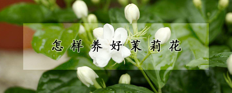 怎樣養(yǎng)好茉莉花