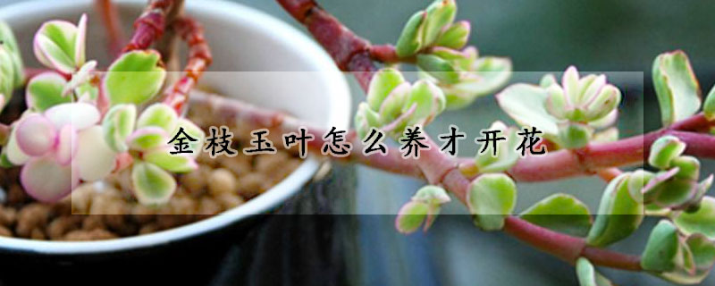 金枝玉葉怎么養(yǎng)才開(kāi)花