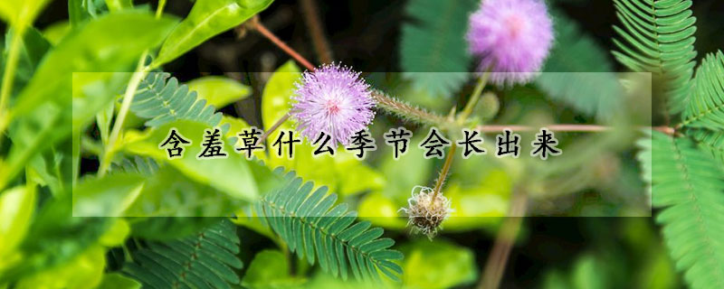 含羞草什么季節(jié)會長出來