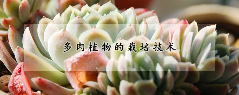 多肉植物的栽培技術(shù)