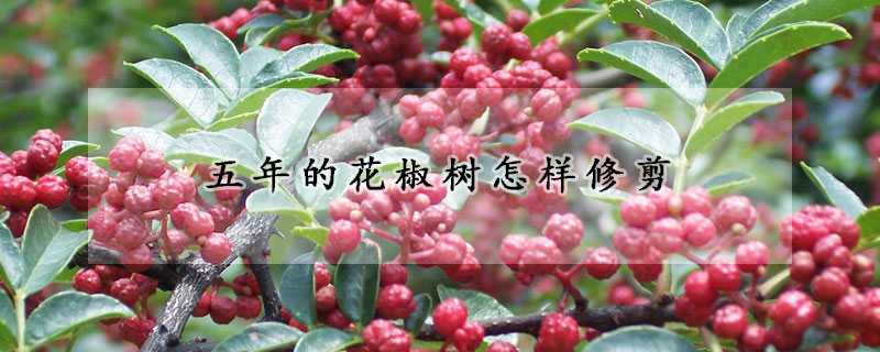 五年的花椒樹(shù)怎樣修剪