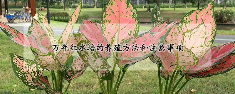 萬(wàn)年紅水培的養(yǎng)殖方法和注意事項(xiàng)