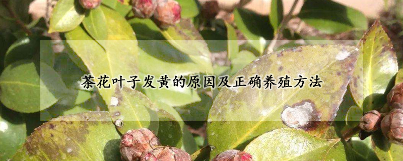 茶花葉子發(fā)黃的原因及正確養(yǎng)殖方法