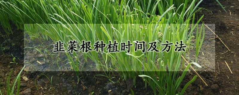 韭菜根種植時(shí)間及方法