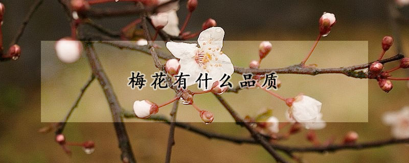 梅花有什么品質(zhì)