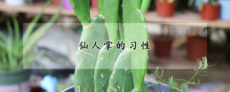 仙人掌的習性