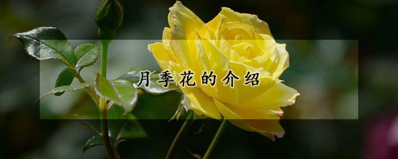 月季花的介紹