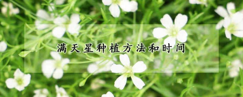 滿天星種植方法和時(shí)間