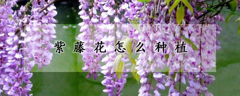 紫藤花怎么種植